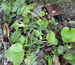 Parnassia grandifolia