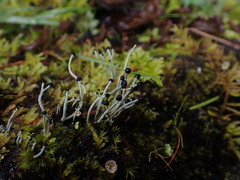 Pilophorus acicularis