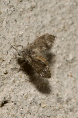 Psychodinae