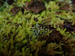 Pilophorus acicularis