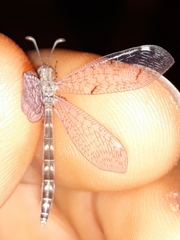 Neuroleon egenus