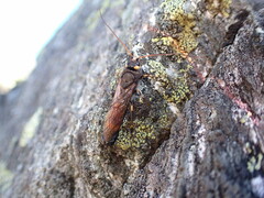 Urocerus flavicornis