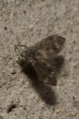 Psychodinae