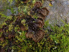 Peltigera membranacea