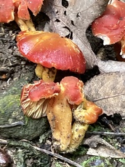 Hygrocybe punicea