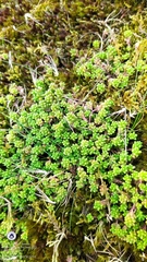 Sedum anglicum