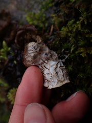Peltigera membranacea