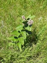 Asclepias speciosa × syriaca