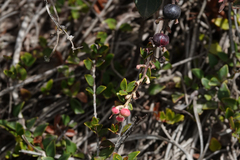 Gaultheria