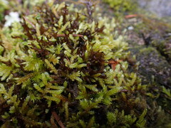 Scytinium palmatum