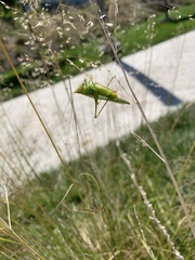 Tettigoniidae