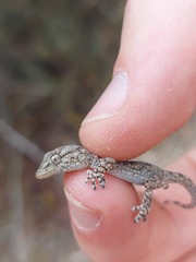 Tarentola mauritanica mauritanica