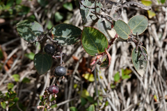 Gaultheria