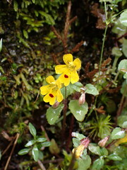 Erythranthe alsinoides