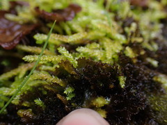 Scytinium lichenoides