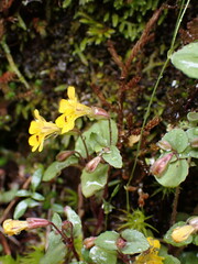 Erythranthe alsinoides
