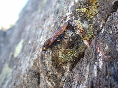 Urocerus flavicornis