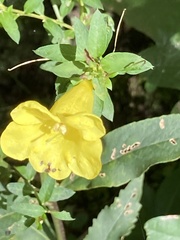 Aureolaria virginica