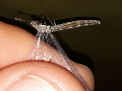 Neuroleon egenus
