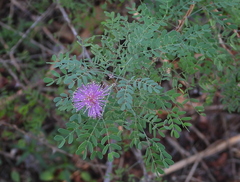 Mimosa texana