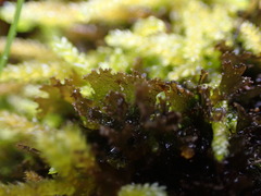 Scytinium lichenoides