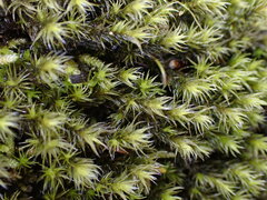 Racomitrium