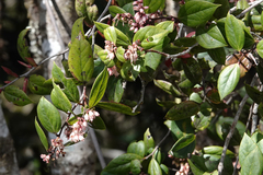 Vaccinioideae