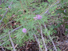 Mimosa texana