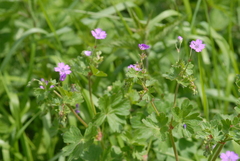Geranium pyrenaicum