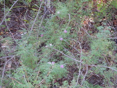 Mimosa texana