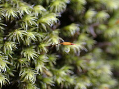 Racomitrium