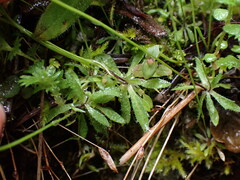 Draba verna