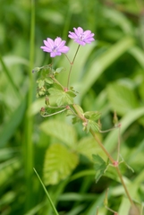 Geranium pyrenaicum