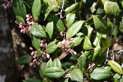 Vaccinioideae