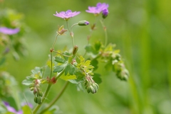 Geranium pyrenaicum