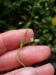 Draba verna