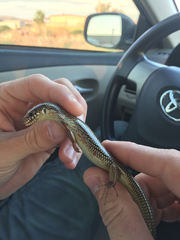 Plestiodon obsoletus
