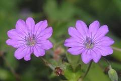 Geranium pyrenaicum