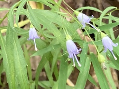 Campanula divaricata