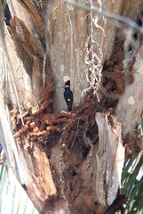 Melanerpes cruentatus