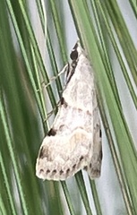 Hemeroplanis rectalis