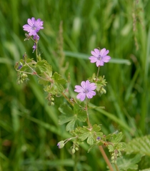 Geranium pyrenaicum