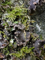 Peltigera collina