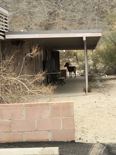 iNaturalist observation photo of Desert Bighorn Sheep