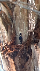 Melanerpes cruentatus