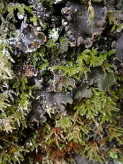 Peltigera collina