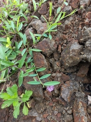 Tricholepis radicans