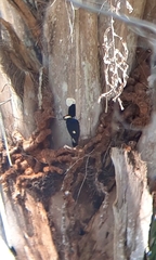 Melanerpes cruentatus