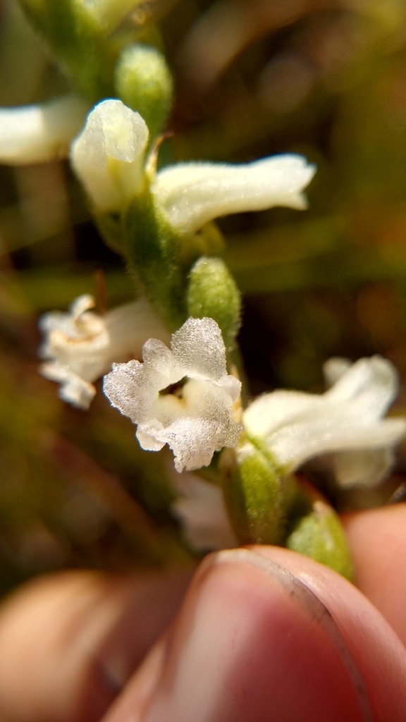 Spiranthes arcisepala