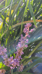 Liriope muscari
